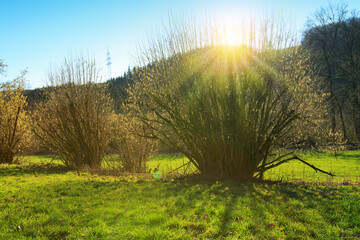Spring background with flowering hazelnut-tree against sunlight.