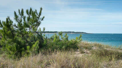 Flore des dunes de l'île d'Oléron proche de la mer