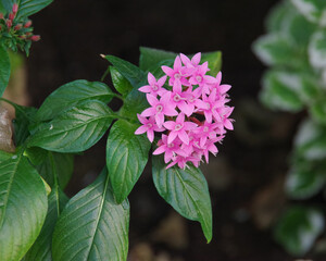 Flower_31