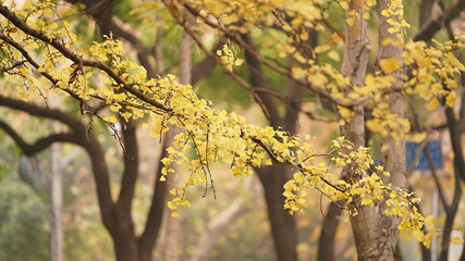 The beautiful autumn view in the city with the colorful leaves on the trees