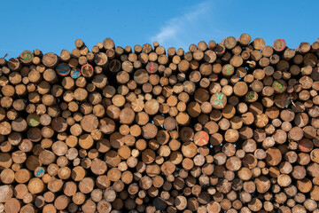 Holzstapel mit frisch ges&auml;gten B&auml;umen am Wanderweg Rennsteig im Th&uuml;ringer Wald