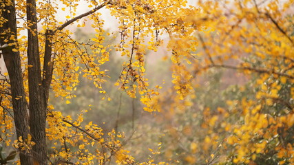 The beautiful autumn view in the city with the colorful leaves on the trees