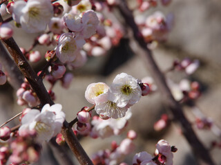 Plum blossom_2