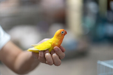 Little Bird. Close Up Puppy Parrot Love bird. The parrot is happy on the hand. Parakeet on hand,