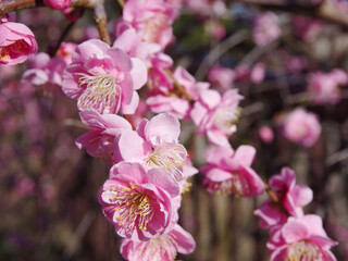 Obraz premium Plum blossom_11