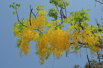 Soft focus of bunch of golden shower tree flower, Cassia fistula, blooming with blue sky and green leaves background in summer time. Nature concept.