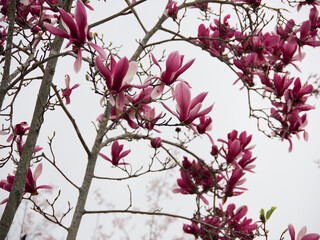 Magnolia_3
