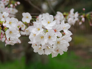 Obraz premium Sakura_11