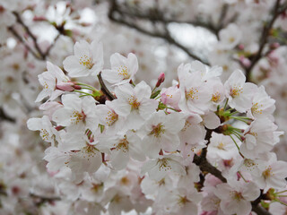 Fototapeta premium Sakura_12