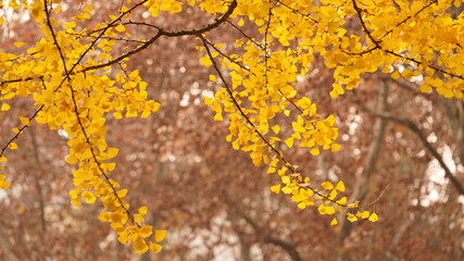 The beautiful autumn view in the city with the colorful leaves on the trees