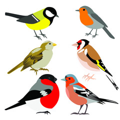 set of birds: great tit, sparrow, goldfinch, bullfinch, chaffinch, robin vector isolated