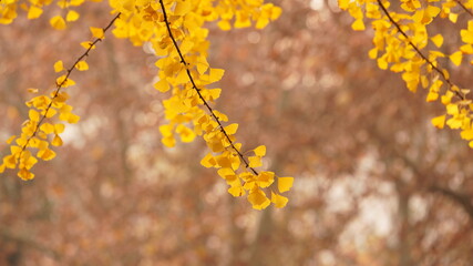 The beautiful autumn view in the city with the colorful leaves on the trees