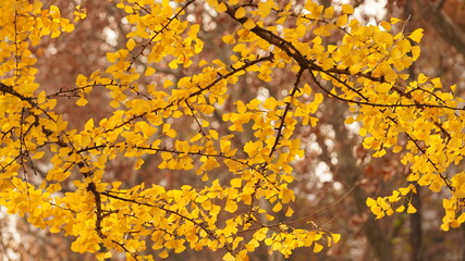 The beautiful autumn view in the city with the colorful leaves on the trees