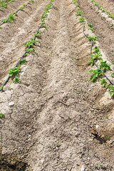 Potato crop growing in the field