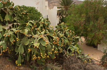 Opuntia plants in Andalusia,Spain,Europe
