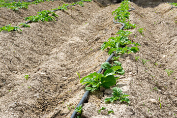 Potato crop growing in the field