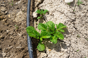 Potato sprout growing in the field