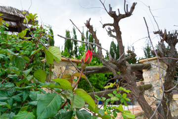 Red rose in the garden