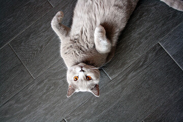 A grey British shorthair cat lies on the grey floor on its back.