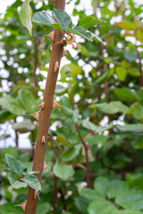Rosebush with roses and thorns