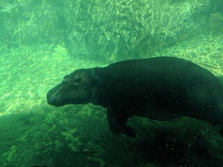 hippo at the zoo