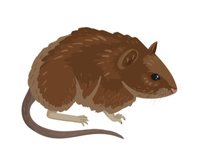 Bank vole. Small vole with red-brown fur walking, cartoon drawing on a white background, children's character illustration.