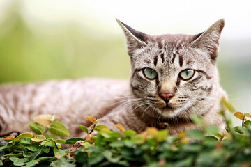 Lovely gray cat sitting at outdoor