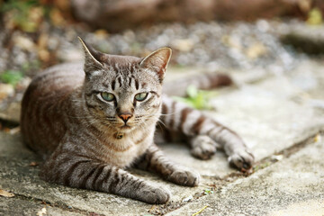 Fototapeta na wymiar Lovely gray cat sitting at outdoor