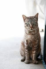 Lovely gray cat sitting at outdoor