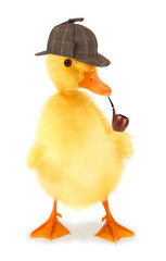 Duckling detective duck with pipe isolated on white background conceptual photo
