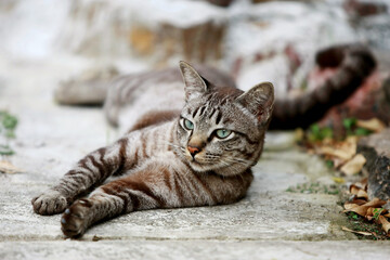 Lovely gray cat sitting at outdoor
