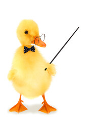 Cute cool duckling teacher professor duck lecturer funny conceptual image