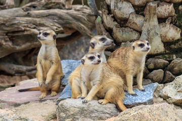 Group of family of Slender-Tailed Meerkats (Suricata suricatta)