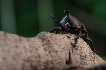 森で木にしがみ付くオスのカブトム