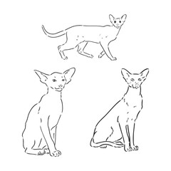 Oriental Shorthair cat. Hand drawn style print. Vector illustration.