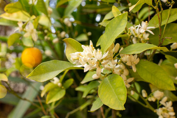 Fototapeta premium Branch with flowers of an orange tree among the leaves. Blooming fruit garden. Close-up.