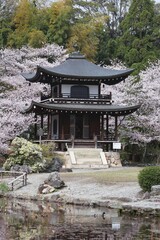 春の勧修寺、桜と観音堂、京都