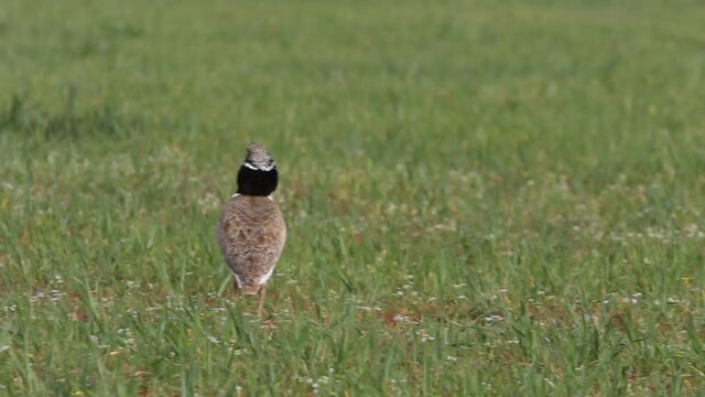 Male Little bustard performing the rutting courtship jumps at first light of day