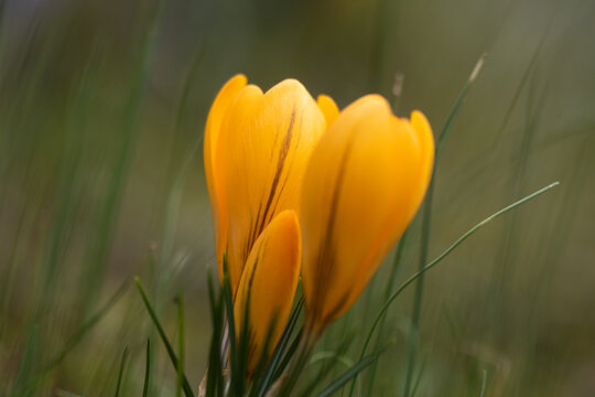 Crocus, Spring