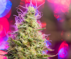 Closeup of Cannabis female plant in flowering - 427396984