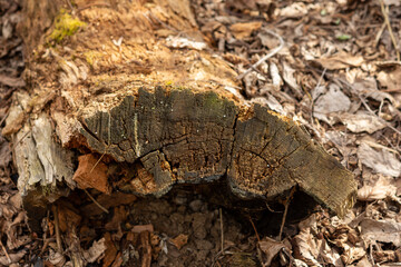bark isolated on white