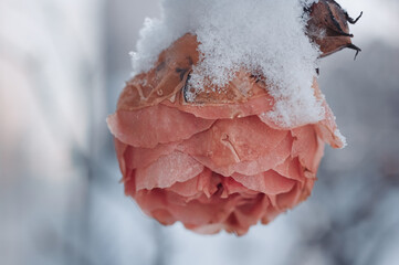 rose im Schnee, vereiste Rose