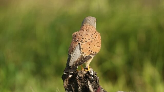 Male Common kestrel eating a freshly hunted field mouse at his favorite perch in the late afternoon lights