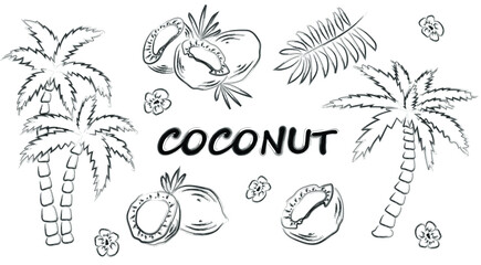 Vector set of coconut clipart. Funny, cute illustration for seasonal design, textile, fabric or greeting card. Hand drawn tropical food illustration.