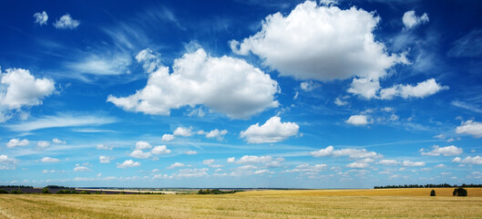 Summer rural landscape with beautiful blue sky over the golden farm fields.Amazing panoramic view.