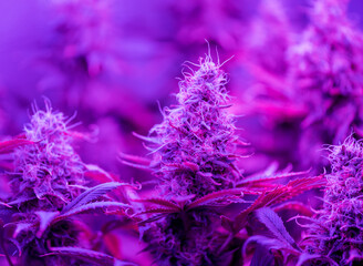 Closeup of Cannabis female plant in flowering - 427397518