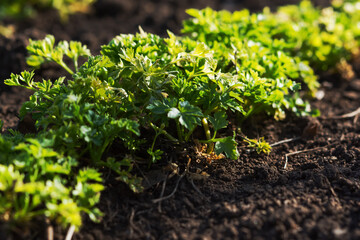 Parsley grows in the garden in the garden bed. Green juicy leaves in bright sunlight. Background of food leaves. Growing ingredients for salad, seasoning. Rows of parsley on the ground in soft focus