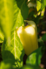 Green sweet bell pepper close-up growing in the garden or greenhouse. Harvesting vegetables from your own production. Green leaves, food background. Juicy vitamins, the concept of vegetarianism