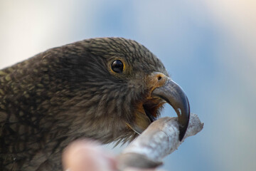 close up kea biting and pulling stick in beak