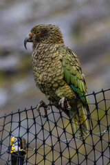 kea sits on edge of fence with green feathers